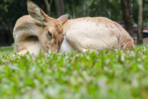 Female eld's deer Stock Photos