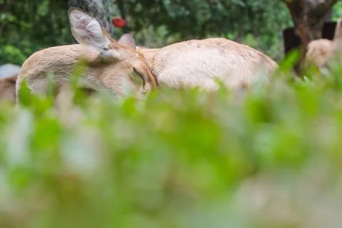 Female eld's deer Stock Photos
