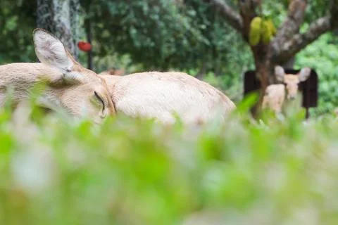 Female eld's deer Stock Photos