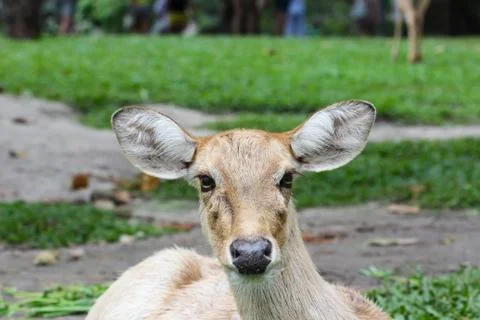 Female eld's deer Stock Photos