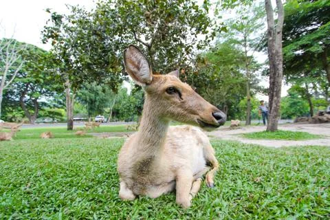 Female eld's deer Stock Photos