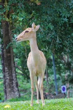 Female eld's deer Stock Photos