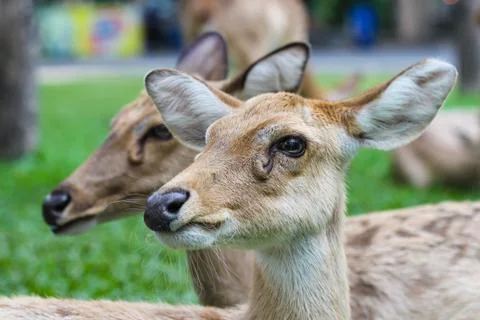 Female eld's deer Stock Photos