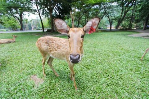 Female eld's deer Stock Photos