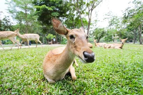 Female eld's deer Stock Photos