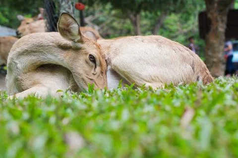 Female eld's deer Stock Photos