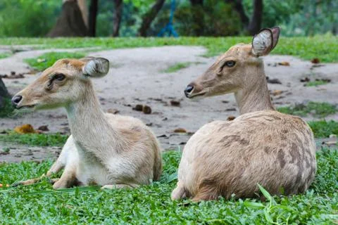 Female eld's deer Stock Photos