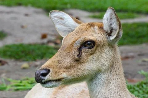 Female eld's deer Stock Photos