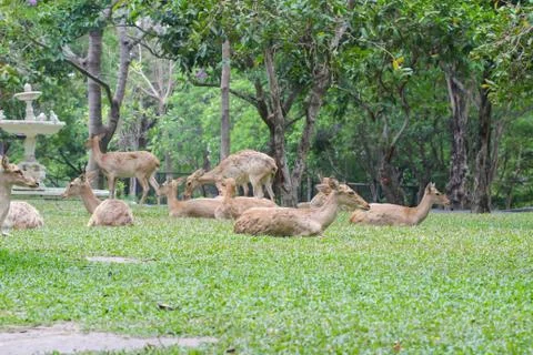 Female eld's deer Stock Photos