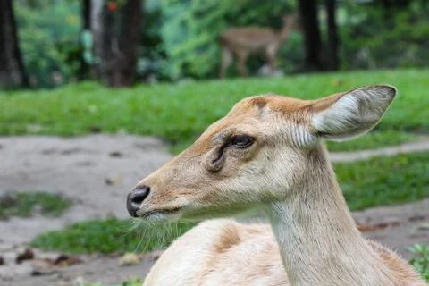 Female eld's deer Stock Photos