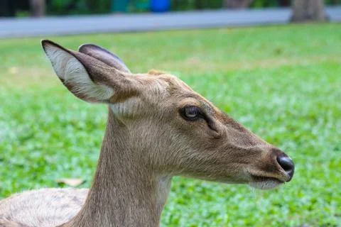 Female eld's deer Stock Photos