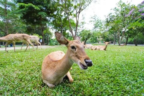 Female eld's deer Stock Photos