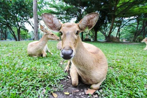 Female eld's deer Stock Photos