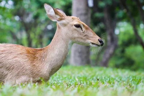 Female eld's deer Stock Photos