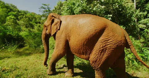 Female Elephant After a Mud Bath in The Jungles Of Mondulkiri, Cambodia Stock Footage 151139032
