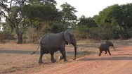 Female Elephant And Calf Are Crossing A Track. The Calf Is Running Ahead. Stock Footage
