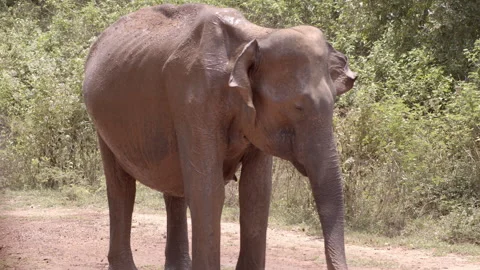 Female elephant bathing mud. Stock Footage 295216944
