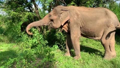 Female elephant foraging Vidéo 170202133