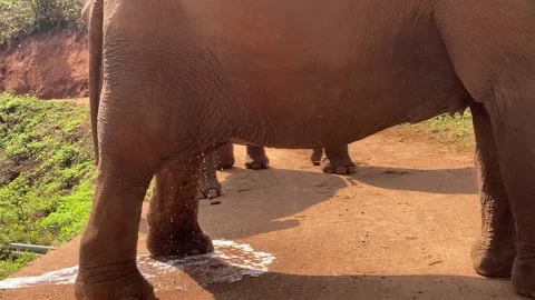 Female elephant pees Stock Footage 247077663