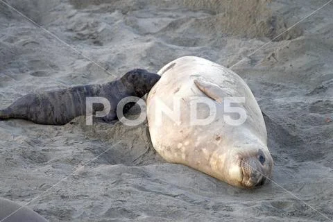 Female elephant seal with infant pup on a beach in California. Pups nurse abo Stock Photos
