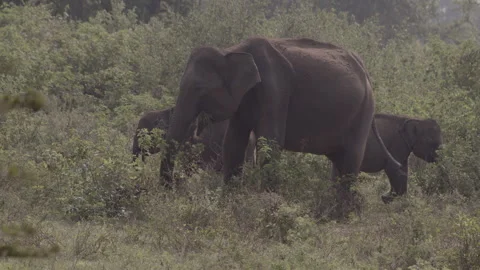 Female Elephant with two calves1 Stock Footage 294804792