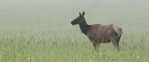 Female elk bending down to feed 6k slomo Stock Footage 130872613