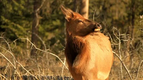 Female elk Stock Footage 10749744