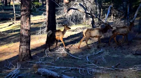 Female Elk Stock Footage 48863388
