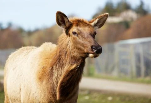 Female elk Stock Photos