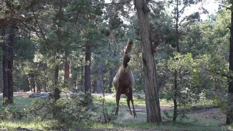 Female Elk reaching for a branch of a pine tree Stock Footage