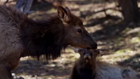 Female elk stands in forest while young elk calls Stock Footage 329816015
