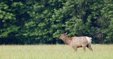 Female elk walking Stock Footage 130873055
