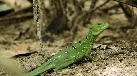 Female Emerald Basilisk in wild 2 Stock Footage 53048873