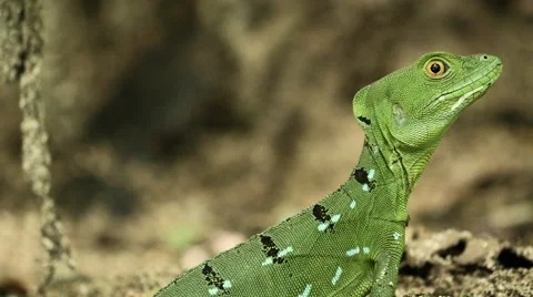 Female Emerald Basilisk in wild 4 Stock Footage 53049088