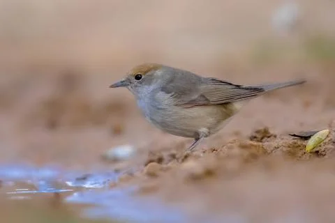 Female Eurasian blackcap Foto stock