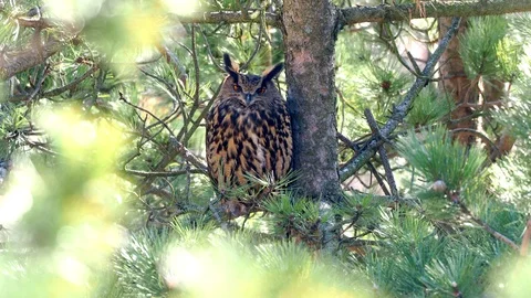 The female Eurasian eagle-owl (Bubo bubo). Stock Footage 126298543
