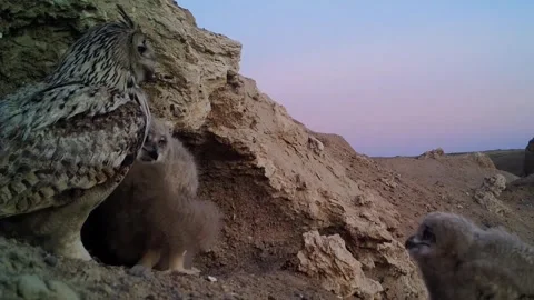 A female Eurasian eagle owl 库存影片 335460297