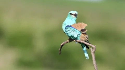 Female European Roller preening perched on an open branch with OOF background. Stock Footage