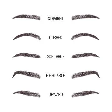 Female eyebrows. Various forms and types. Arch brows shapes. Linear vector イラスト素材