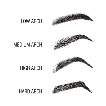 Female eyebrows. Various forms and types. Arch brows shapes. Linear vector Stock Illustration
