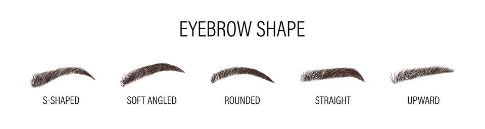Female eyebrows. Various forms and types. Arch brows shapes. Linear vector イラスト素材