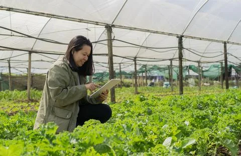 Female farm worker using digital tablet in greenhouse. Side view, copy space. Stock Photos
