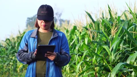 Female farmer asia with digital tablet examining corn crop Vidéo 162119084