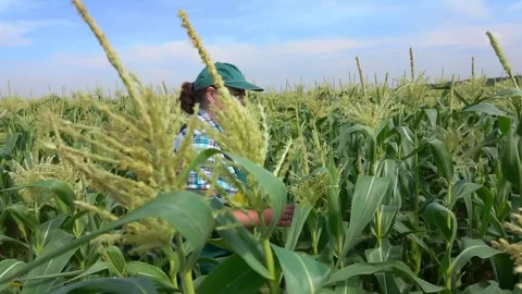 Female Farmer Checking Corn Field Harvest Stock Footage 326319942
