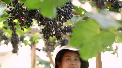 Female farmer checking the quality of a bunch of ripe grapes in the garden. Video stock 145782235