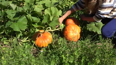 Female farmer choosing pumpkin vegetable plant for harvesting Halloween day. 4K Stock Footage 59083788