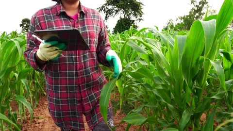 Female farmer with digital tablet examining corn crop in idyllic Vídeo Stock 159754457