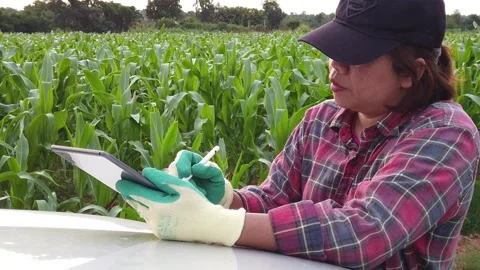 Female farmer with digital tablet examining corn crop in idyllic 库存影片 159951210