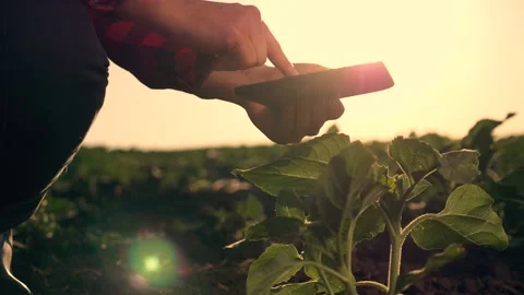 A female farmer with a digital tablet in her hands sits in rubber boots and Stock Footage 147172467