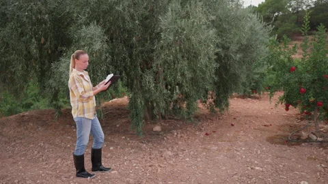 Female farmer examining an olive tree and using a digital tablet to record .. Stock Footage 346306359